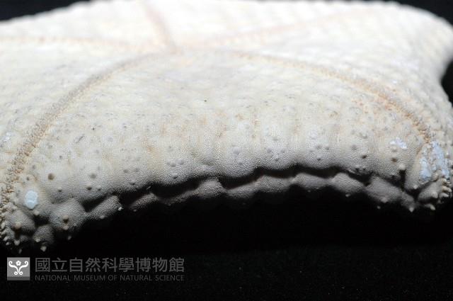 麵包海星(饅頭海星)藏品圖，第11張