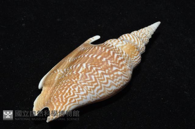 金斧鳳凰螺藏品圖，第11張