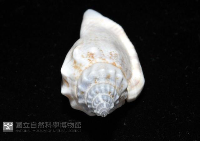 黑嘴鳳凰螺藏品圖，第11張