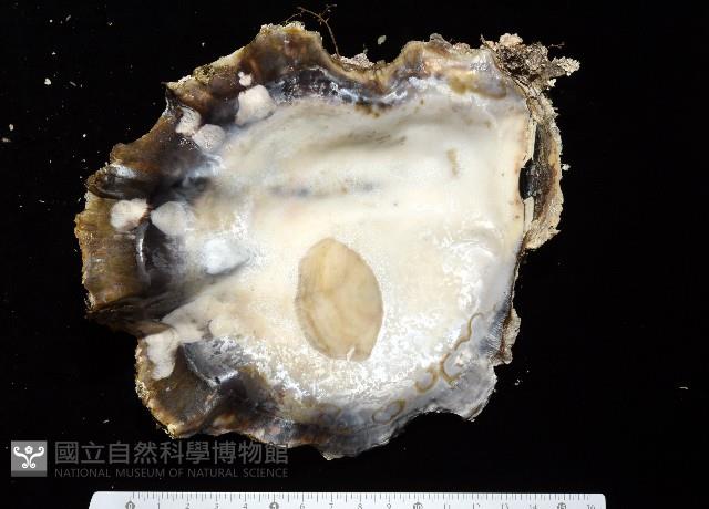 鋸齒牡蠣藏品圖，第11張