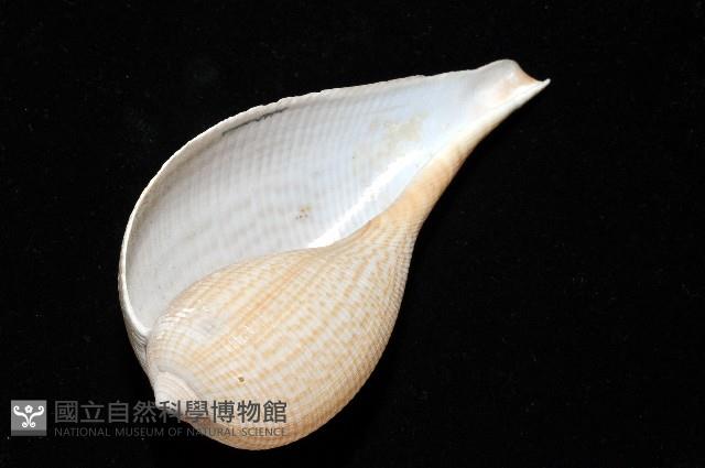 大枇杷螺藏品圖，第11張