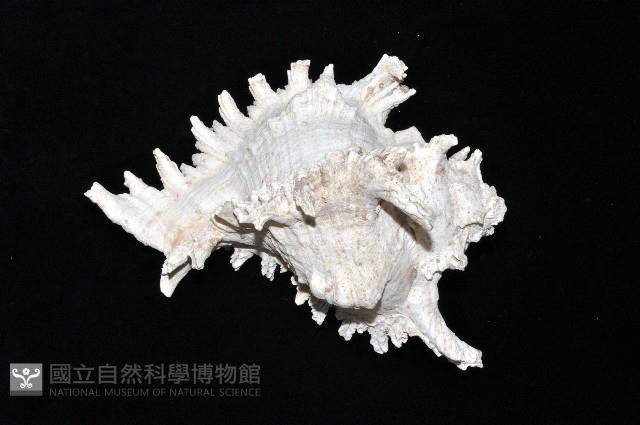 大千手螺藏品圖，第12張