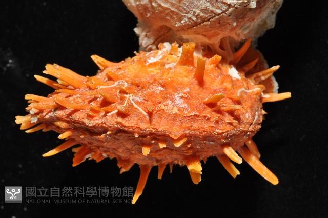 黃金海菊蛤藏品圖，第12張
