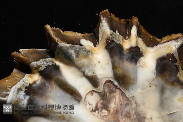 鋸齒牡蠣藏品圖，第11張