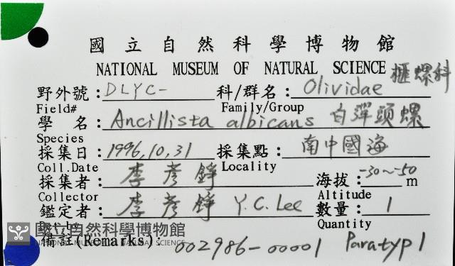 白彈頭螺藏品圖，第11張