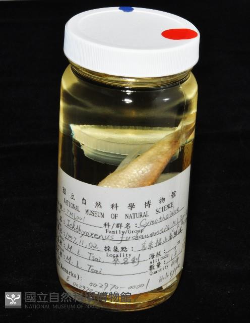 福山魚怪(新種)藏品圖，第11張