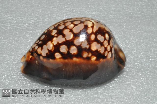 龜甲寶螺藏品圖，第11張