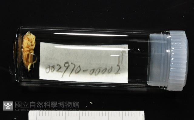福山魚怪(新種)藏品圖，第11張
