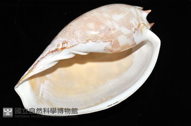 閃電椰子渦螺藏品圖，第11張