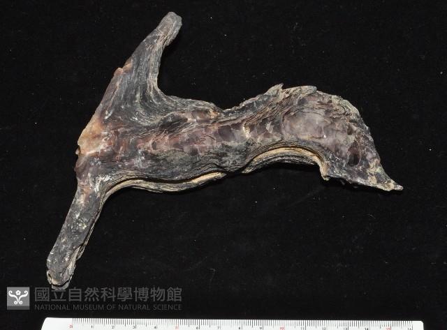 黑丁蠣藏品圖，第1張