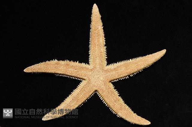 飛白楓海星藏品圖，第1張
