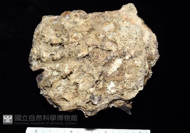 鋸齒牡蠣藏品圖，第1張