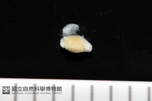 福山魚怪(新種)藏品圖，第1張