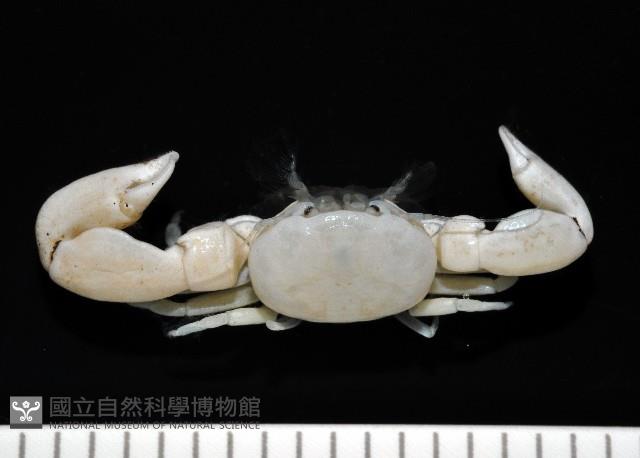 美麗多指瓷蟹藏品圖，第1張