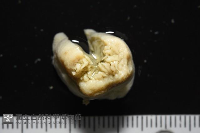 等指海葵藏品圖，第1張