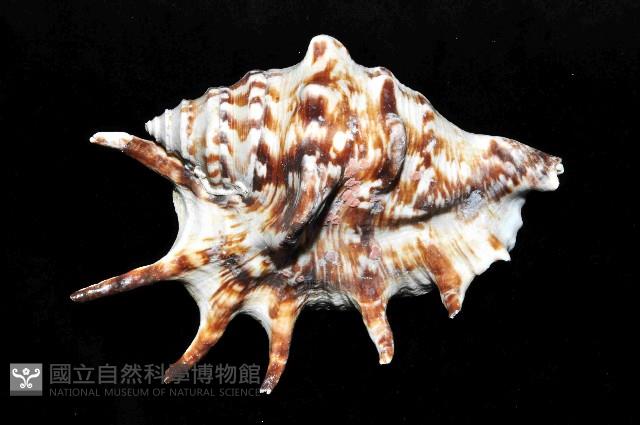 蜘蛛螺藏品圖，第1張