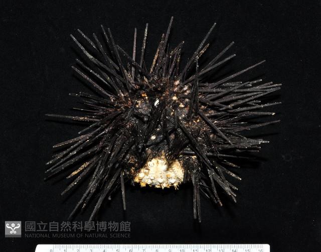 冠刺棘海膽藏品圖，第1張