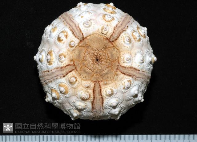 棒棘鋸頭帕(環鋸棘頭帕)藏品圖，第2張