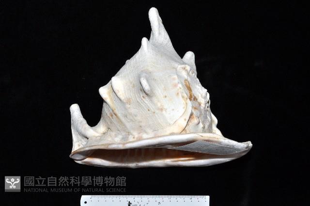 唐冠螺藏品圖，第2張