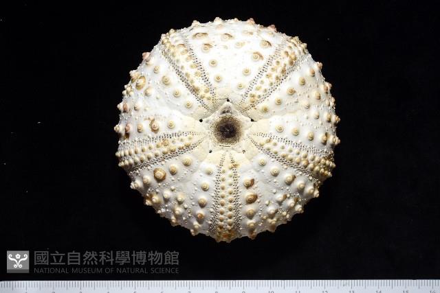 沙氏(藍環)冠海膽藏品圖，第1張