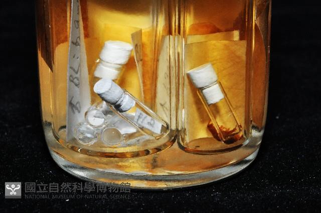 鳳凰母布氏蝦藏品圖，第1張