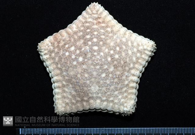 麵包海星(饅頭海星)藏品圖，第1張