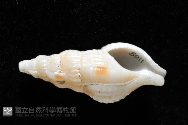 卡明氏布紋螺藏品圖，第1張