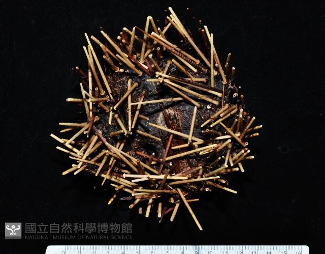 環刺棘海膽藏品圖，第1張