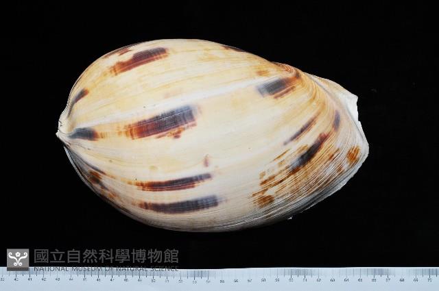 椰子螺藏品圖，第1張