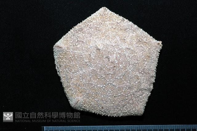 麵包海星(饅頭海星)藏品圖，第1張