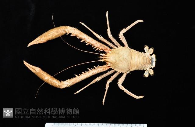繩舞真刺蝦藏品圖，第1張