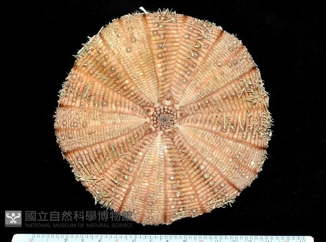 裸軟海膽藏品圖，第1張