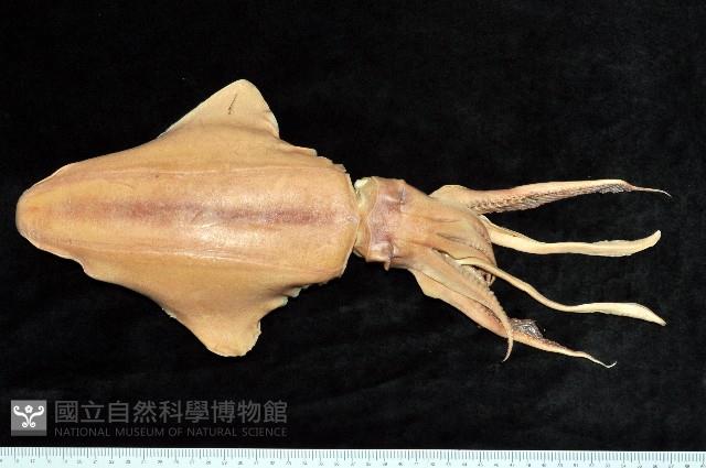 菱鰭烏賊藏品圖，第1張