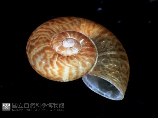 姬臺灣山蝸牛藏品圖，第2張