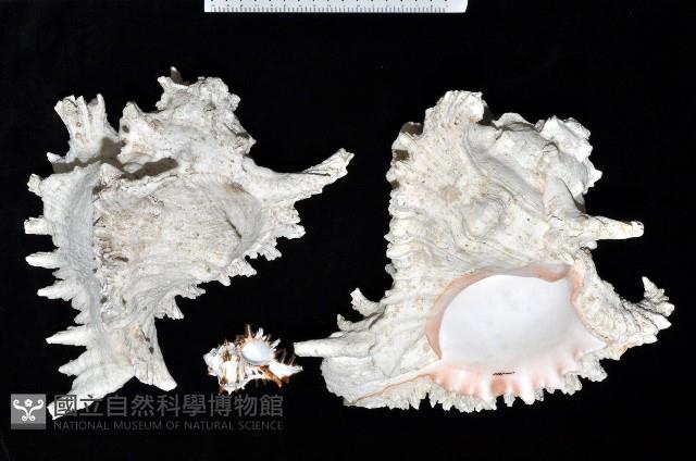 大千手螺藏品圖，第2張