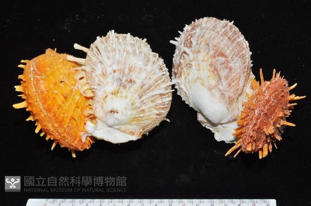 黃金海菊蛤藏品圖，第2張