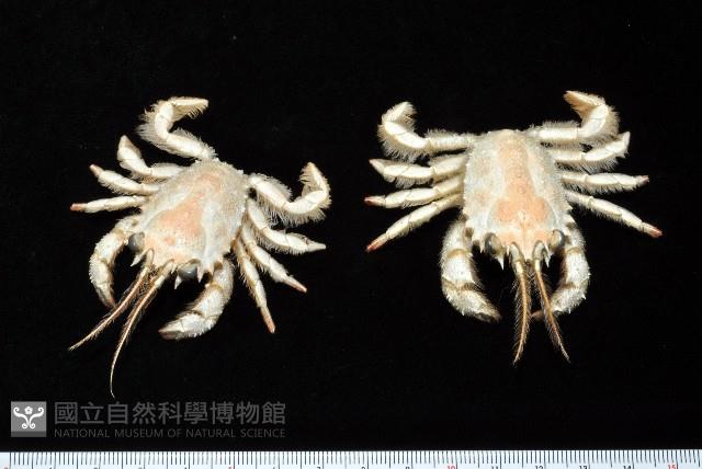 顯著瓊娜蟹藏品圖，第1張