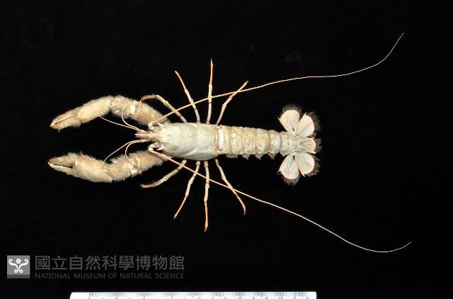 史氏擬海螯蝦藏品圖，第1張