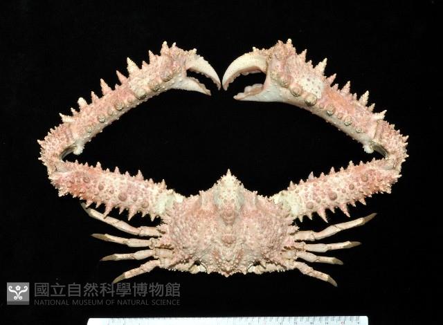 強壯菱蟹藏品圖，第1張