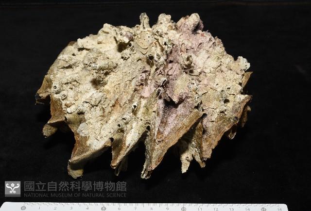 鋸齒牡蠣藏品圖，第1張