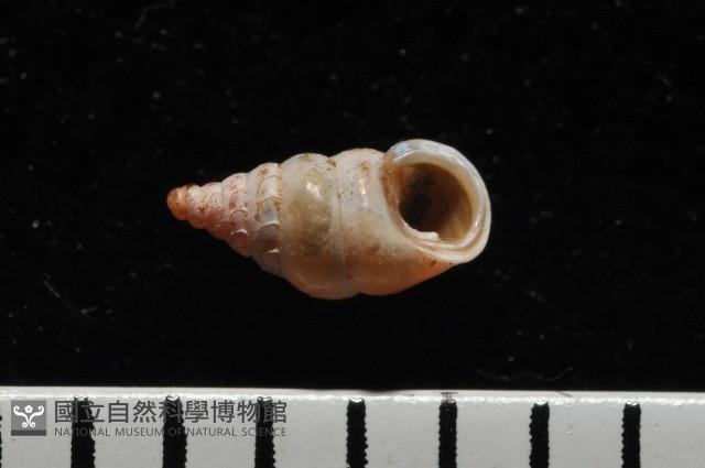 趙氏芝麻蝸藏品圖，第1張