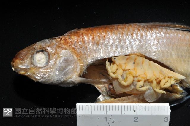 福山魚怪(新種)藏品圖，第1張