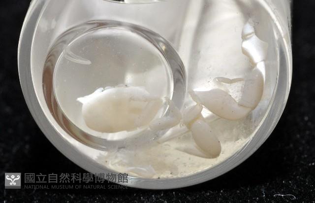 美麗多指瓷蟹藏品圖，第1張