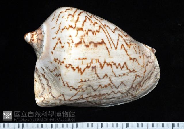 舞袖渦螺藏品圖，第1張