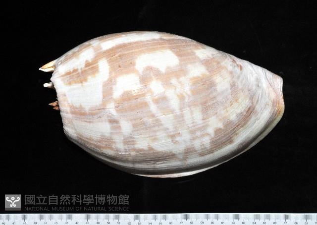 閃電椰子渦螺藏品圖，第1張
