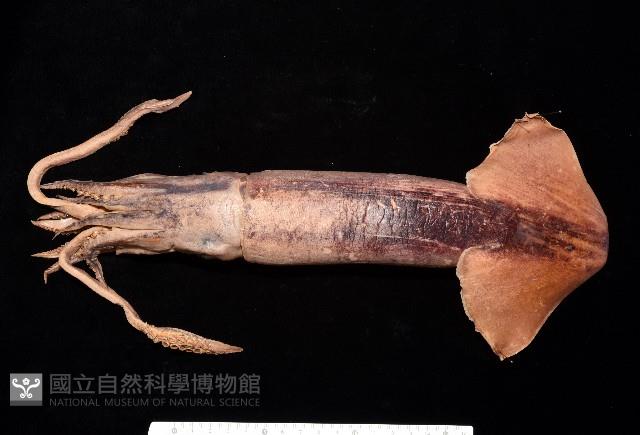 奧蘭鳶柔魚藏品圖，第1張