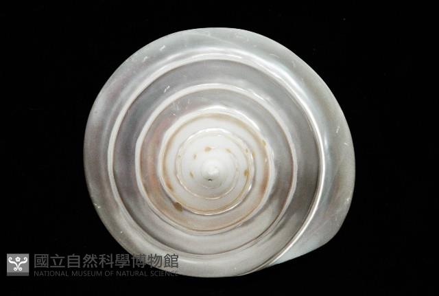 馬蹄鐘螺(牛蹄鐘螺)藏品圖，第13張