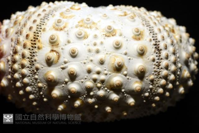 沙氏(藍環)冠海膽藏品圖，第13張