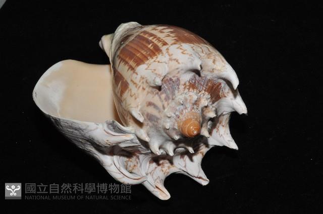 帝王渦螺藏品圖，第13張