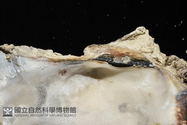 鋸齒牡蠣藏品圖，第13張